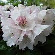 rhododendron düngen mit hornspäne Rhododendron Dünger von Flora Boost main image 1