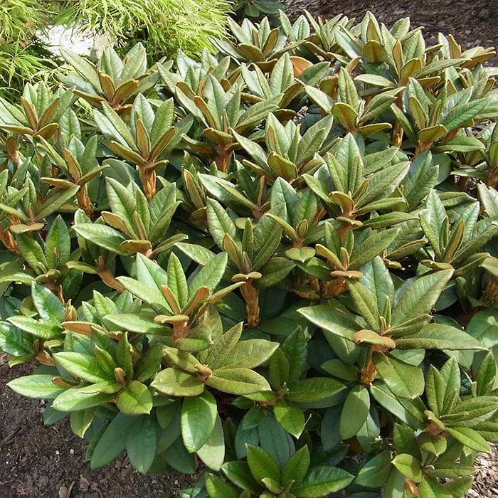 Rhododendron (Rhododendron taliense 'Wolly Dane')
