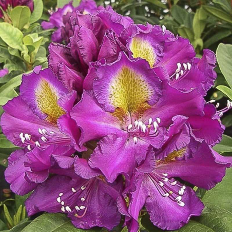 violet rhododendron