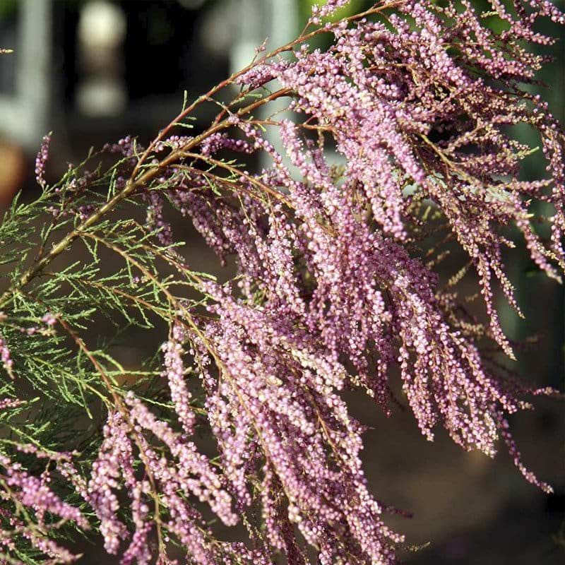 Tamarisk busk