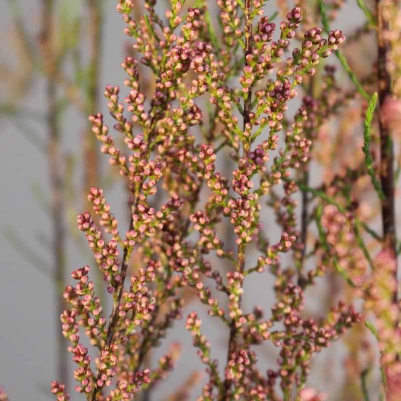 Tamarisk Rubra busk
