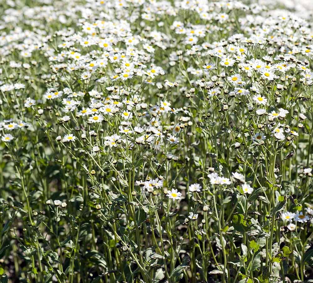 Historisk urt - Tanacetum balsamita