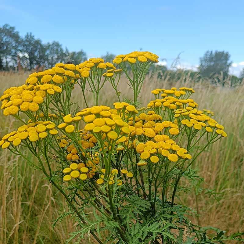Rejnfan Tanacetum vulgare