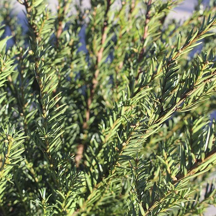 thuja pflanzen lassen kosten Purgrün Thuja-Dünger 1 kg main image 0