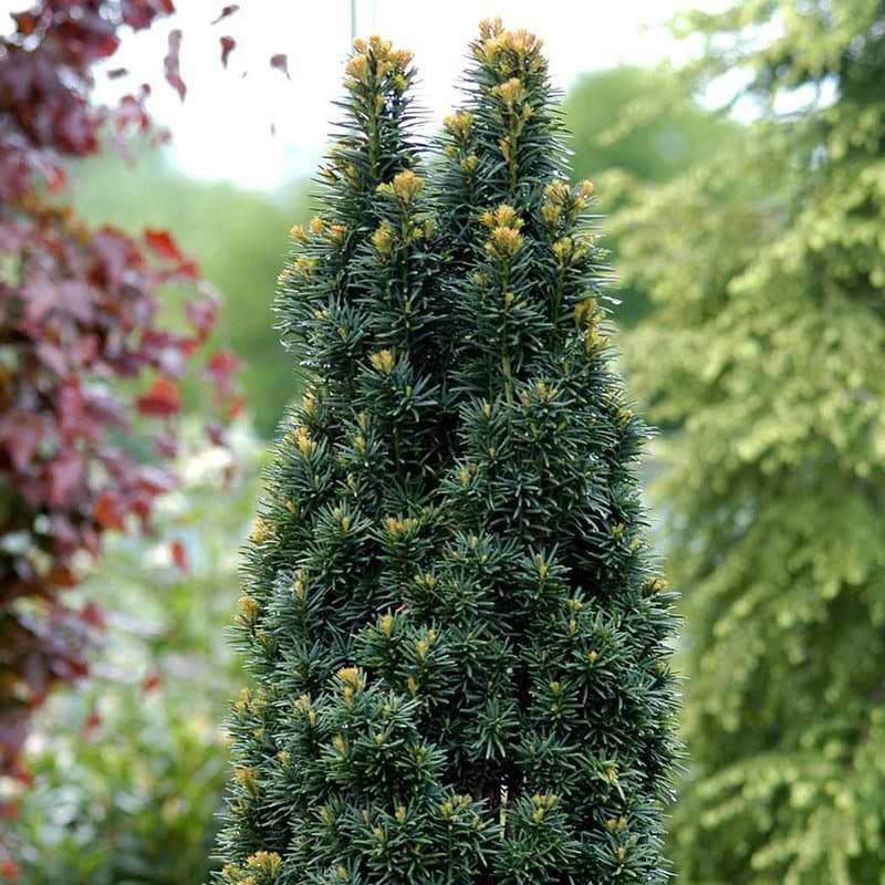 Søjletaks Fastigiata Robusta