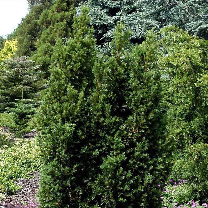 Taks (Taxus baccata 'Overeynderi') 40-60 cm