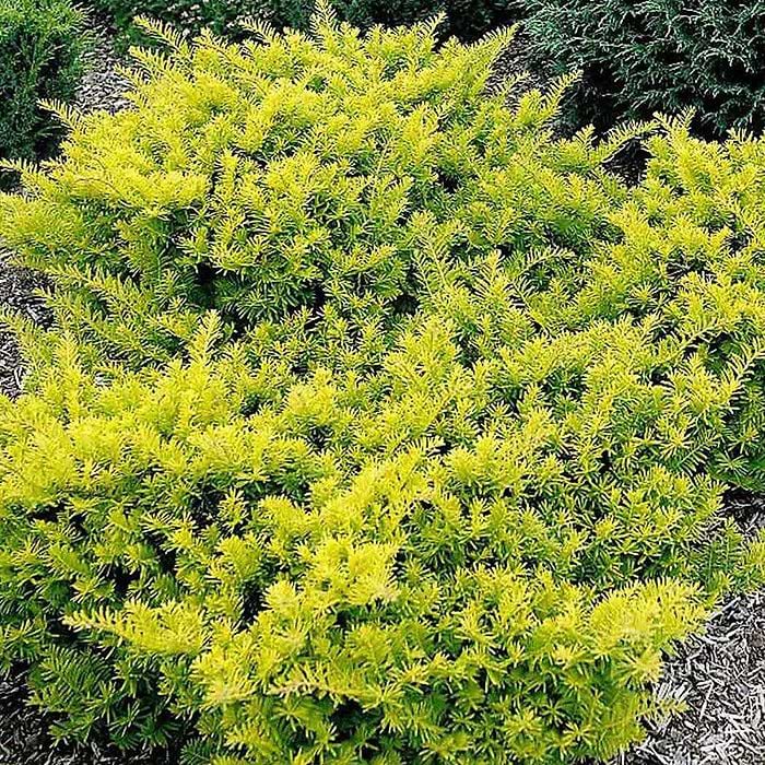 Taks Flad (Taxus baccata 'Summergold') 20-40 cm