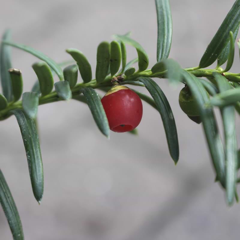 Taks (Taxus baccata Brande Select 'TANY0109' PBR') 80-100 cm