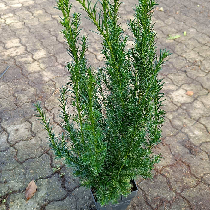 TAXUS MEDIA GROENLAND