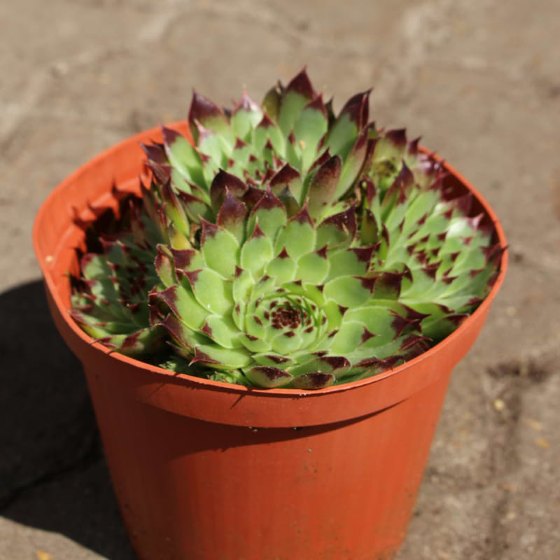 Husløg (Sempervivum 'Tectorum')