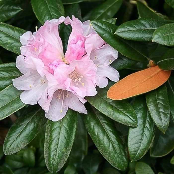 Rhododendron (Rhododendron bureavii 'Teddy Bear')
