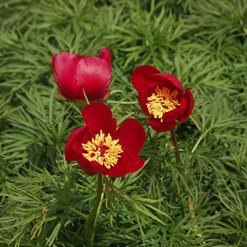 Trådpæon blomst