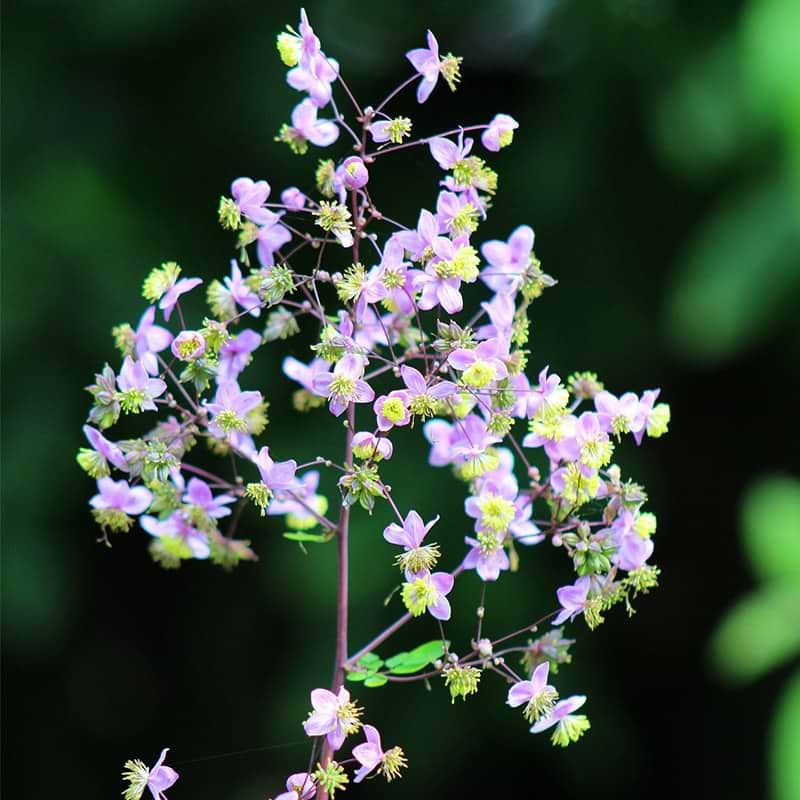 frøstjerne thalictrum