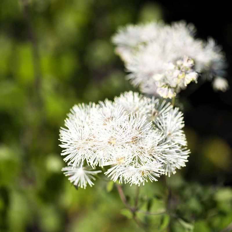 Akelejefrøstjerne Album blomst