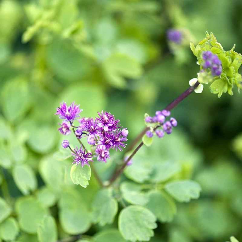 Akelejefrøstjerne blomst lilla
