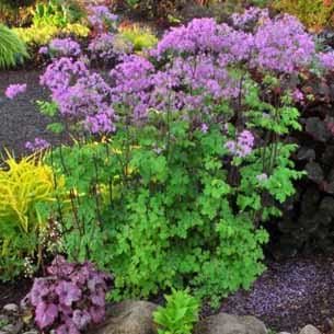 Akelejefrøstjerne (Thalictrum 'Black stocking')