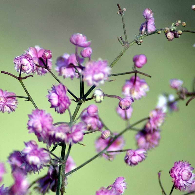 Thalictrum Hewitts double