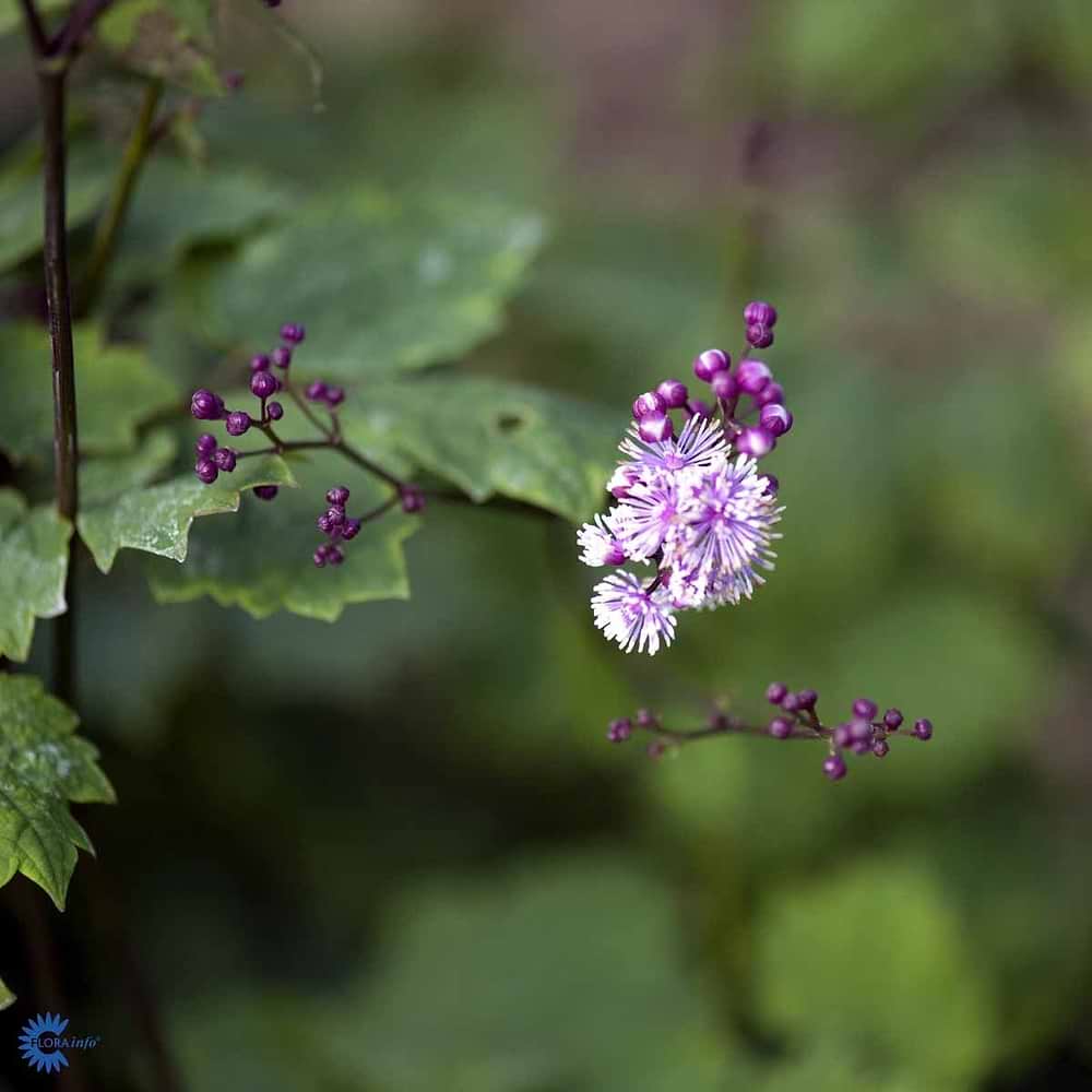 Akelejefrøstjerne  Perfume star