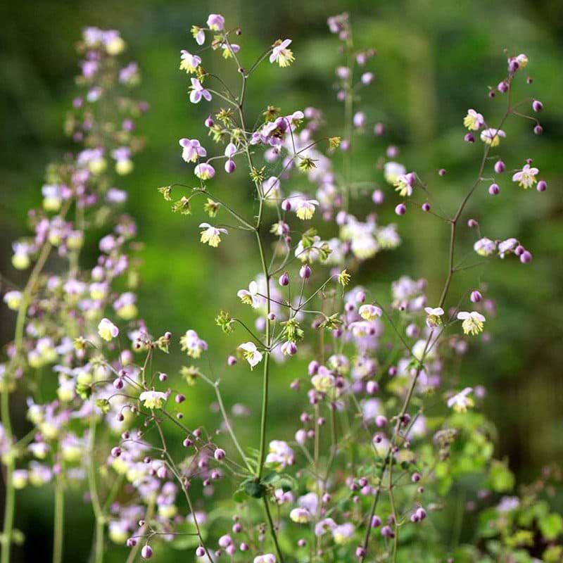 Viol frøstjerneblomster