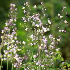 Violfrøstjerne (Thalictrum delavayi) 