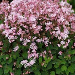 Dværg frøstjerne (Thalictrum kiusianum)