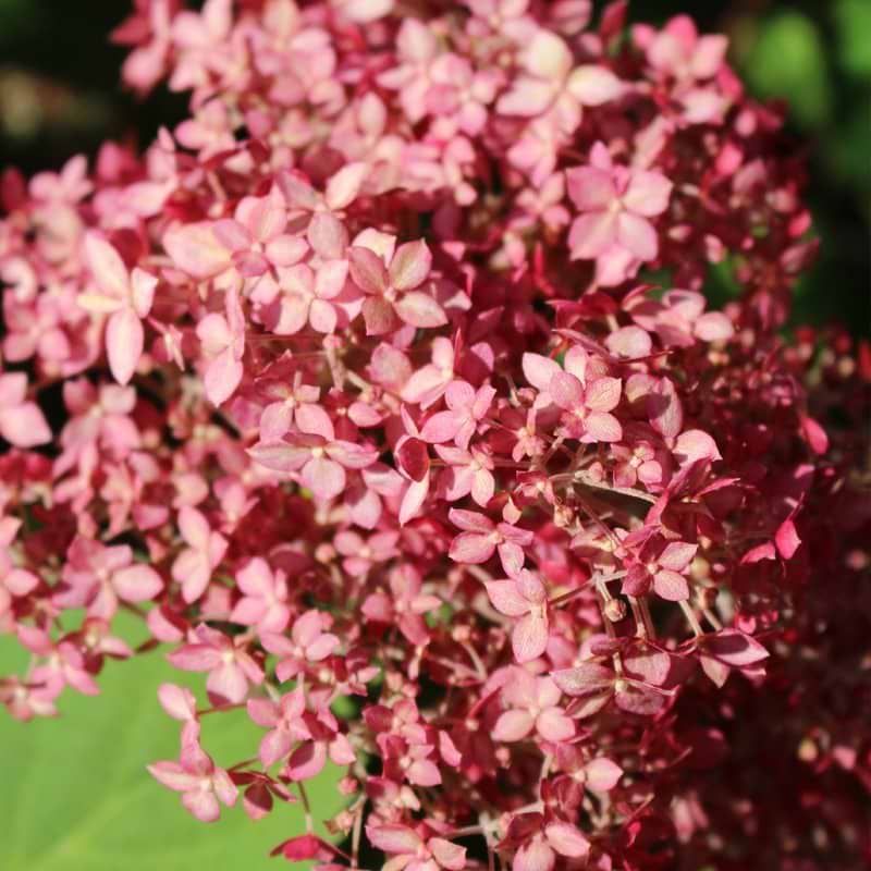 Hortensia The Pink Annabelle
