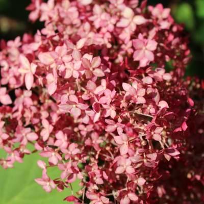 Pink hortensia