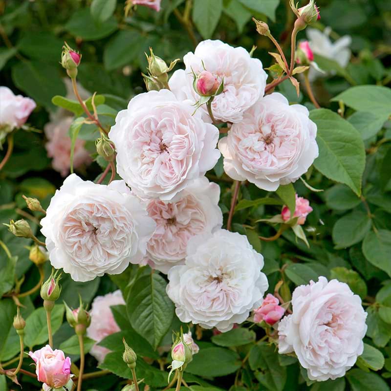 The albrighton rose