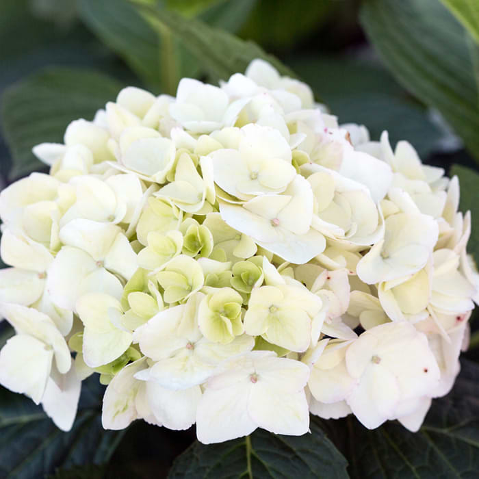 Hydrangeaさま、専用です Kansai Trip from Namba】 Explore hydrangea spots across Kansai