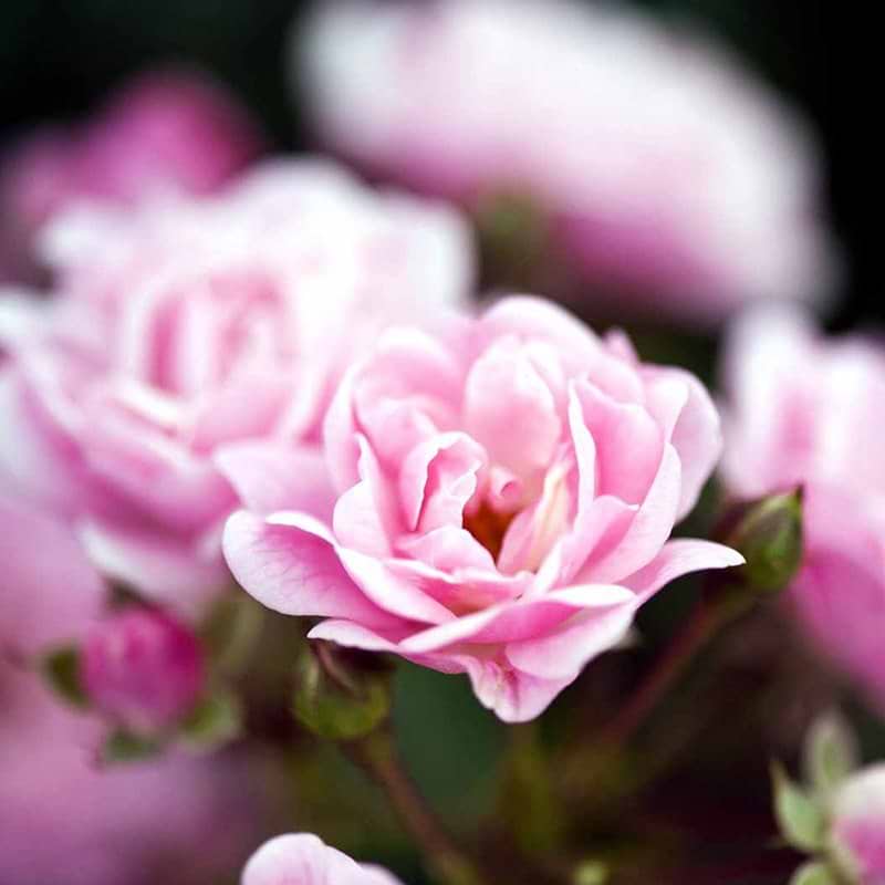 Opstammet rose The Fairy