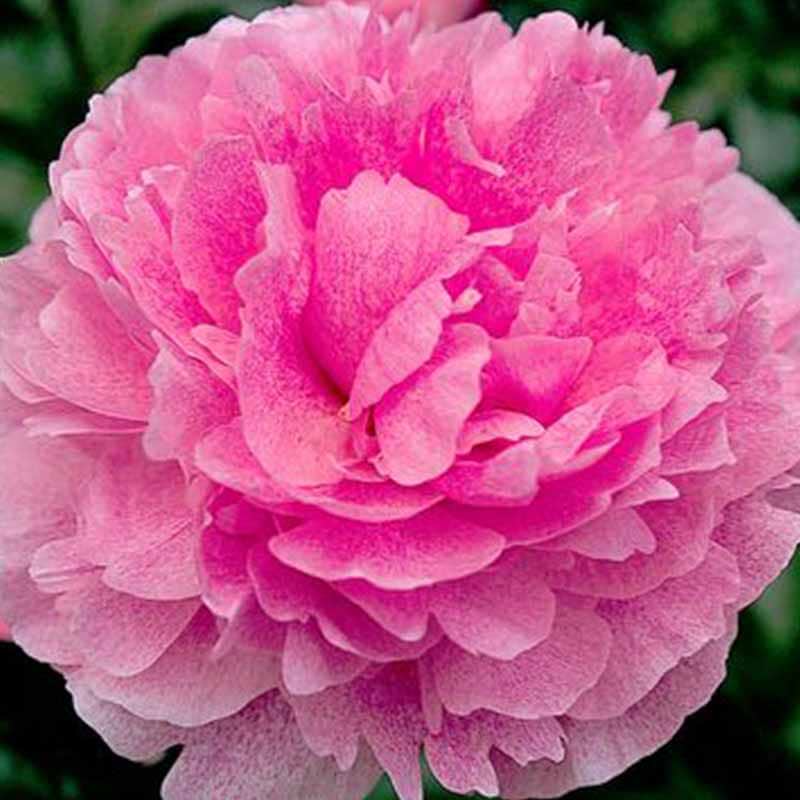 Silkepæon (Paeonia lactiflora 'The Fawn') - Flere Varianter