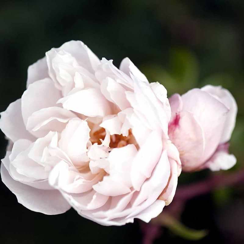 The generous gardener rose