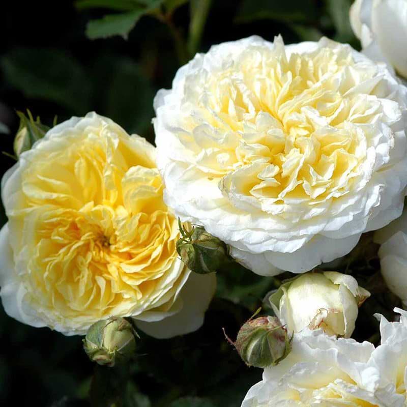 The pilgrim rose