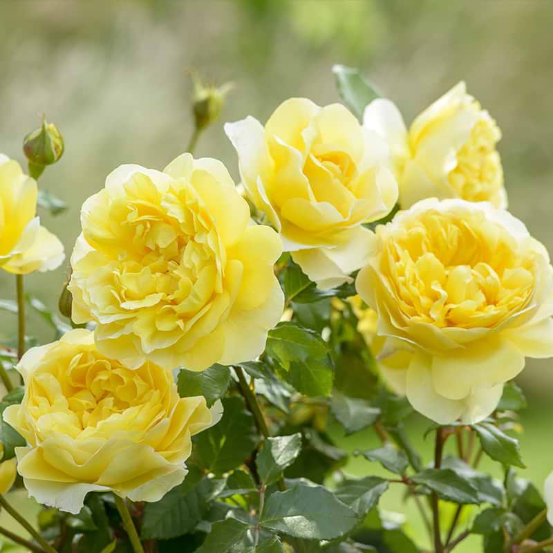 David Austin rose - The poet's wife - ausnoble