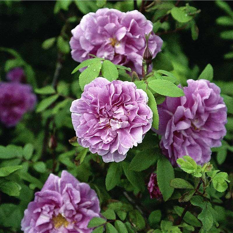 Therese bugnet rose
