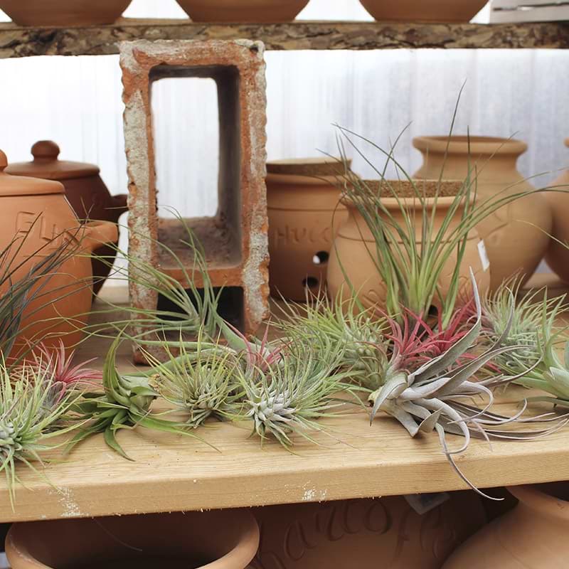 tillandsia planter mix