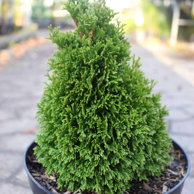 Miniature Thuja (Thuja occidentalis 'Maks') 20-30 cm | Kb online