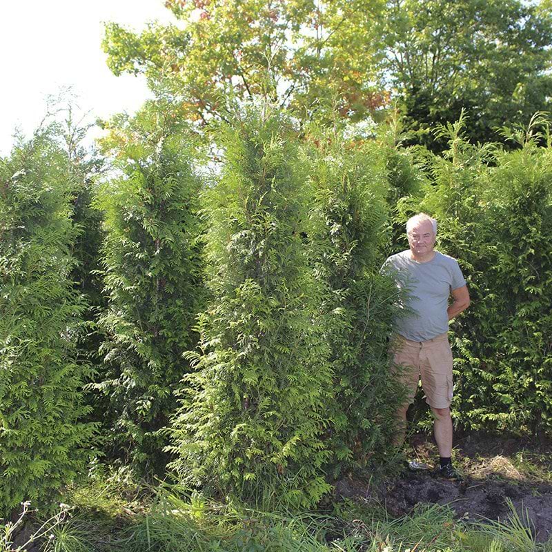 thuja