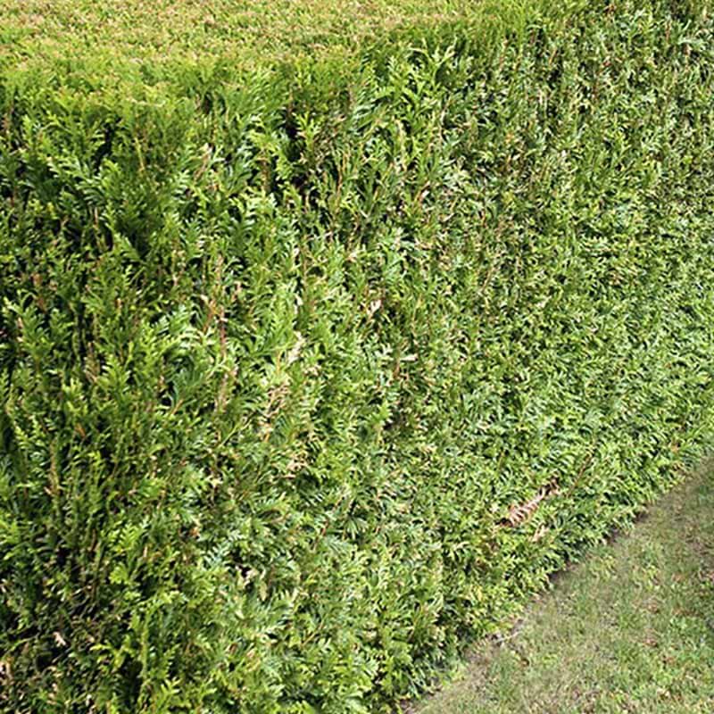 Thuja hæk
