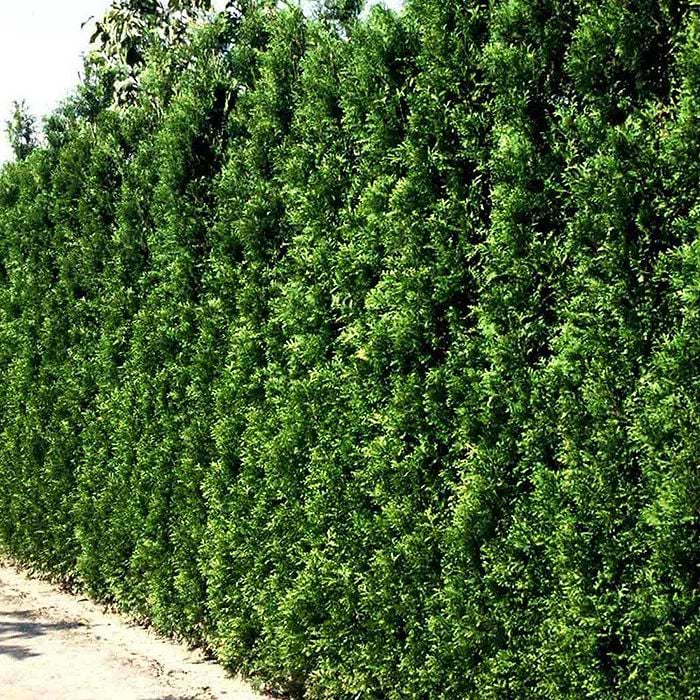 Thuja (Thuja occidentalis 'Brabant') 190-220 cm