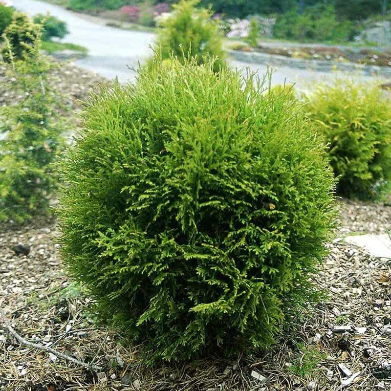 Thuja Danica stedsegrøn
