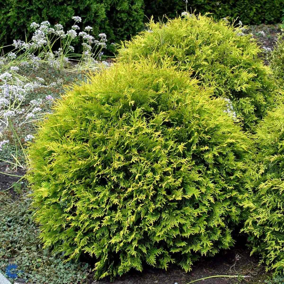 Thuja hk og trer | Kb til de bedste priser online her