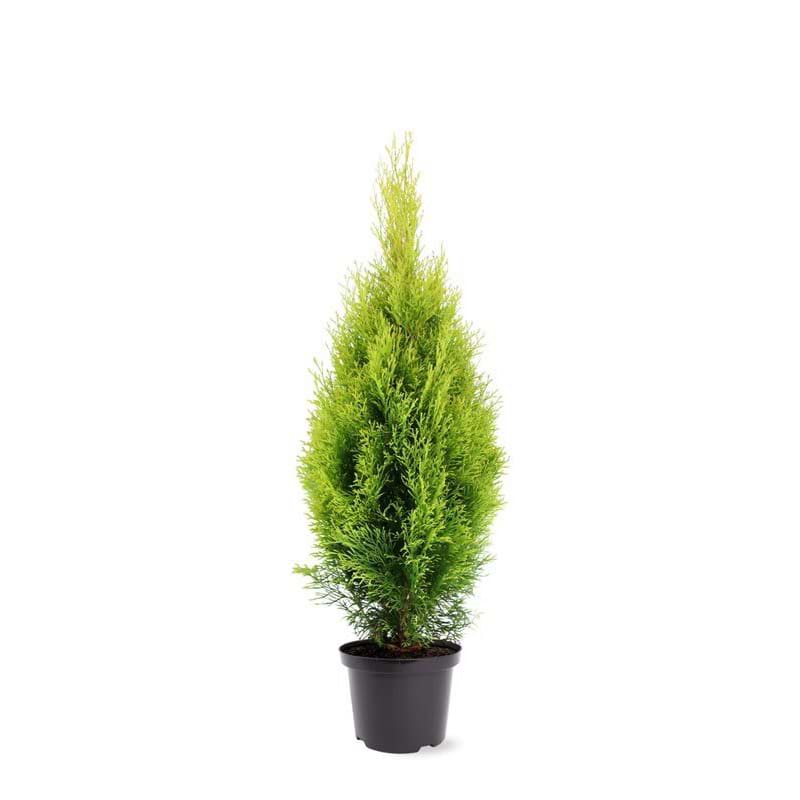 thuja golden smaragd