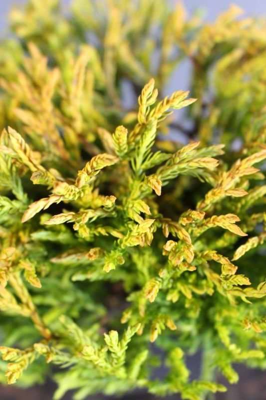 Thuja occidentalis Golden Tuffet grene