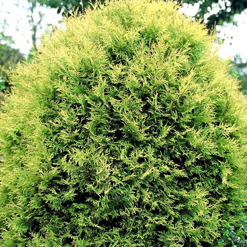Thuja occidentalis Rheingold stedsegrøn