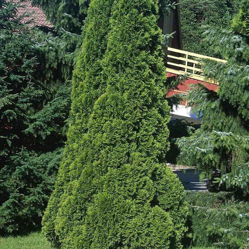 almindelig thuja smaragd