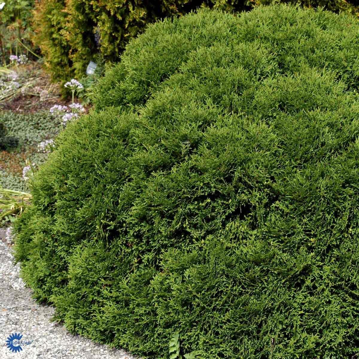 Thuja occidentalis Tiny Tim busk