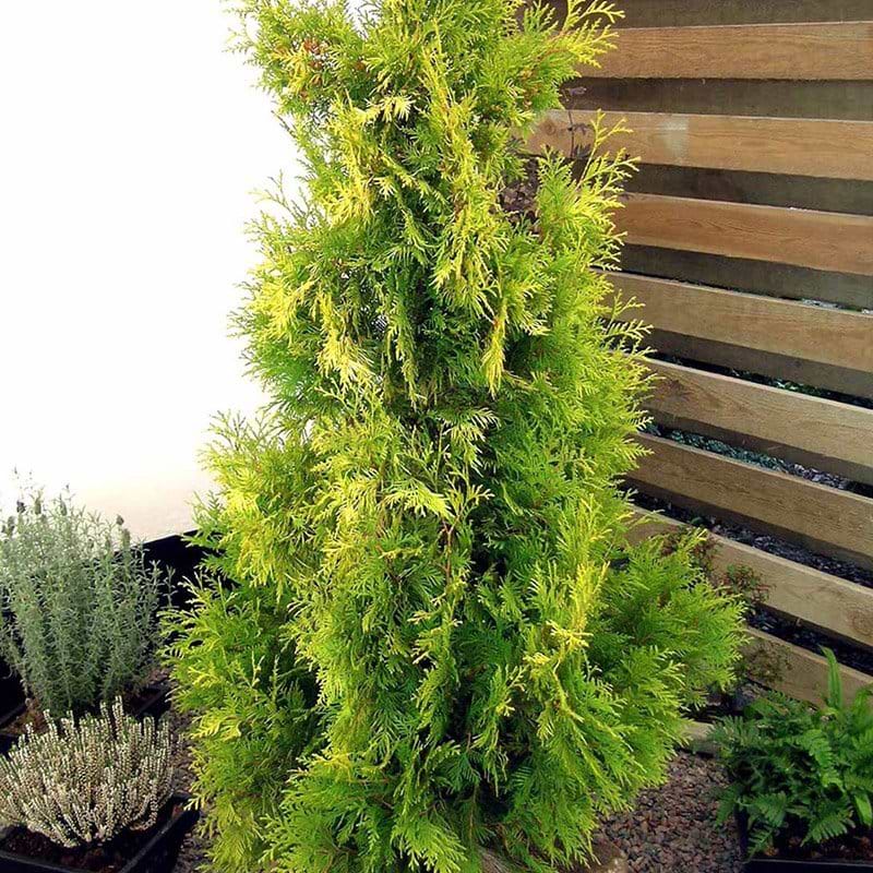 Thuja occidentalis Yellow Ribbon