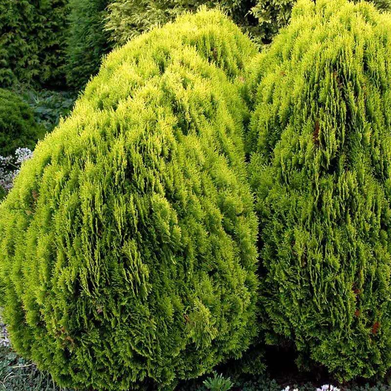 Thuja Platycladus orientalis Aurea Nana busk