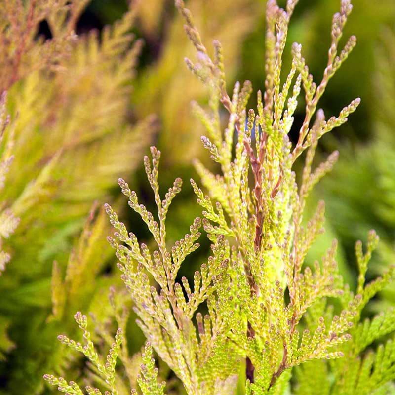 Thuja plicata forever Goldy
